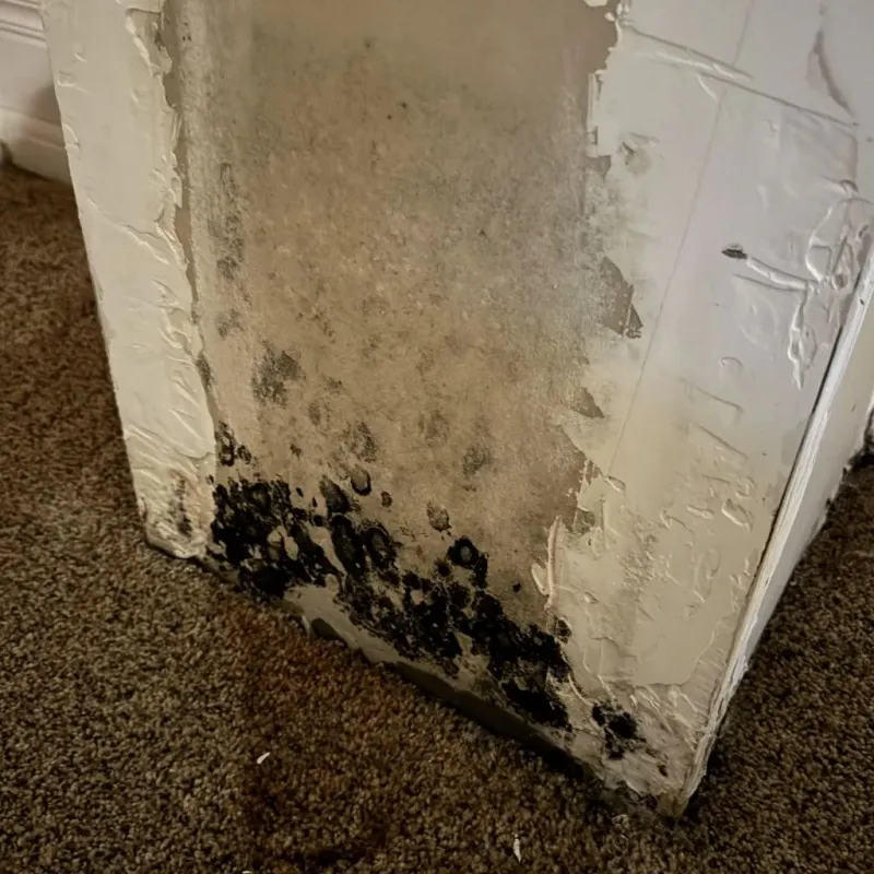 Professional Mold Removal in Brule County, SD